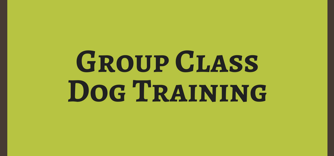 Group Class Dog Training