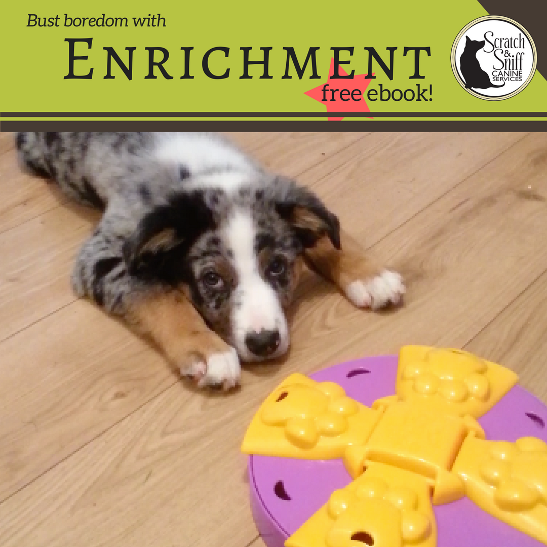 dog enrichment toy chewing puppy barking destructive training