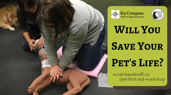 Pet First Aid Workshops