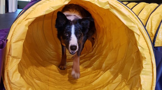 Agility (And Then Some!)