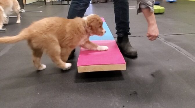Socialization Skills Puppy Class in Guelph